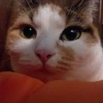 Katgoop's Avatar'
