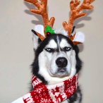 Huskie_Dou's Avatar'