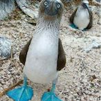 statikaleb's Avatar'
