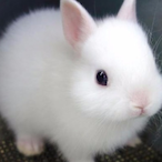 fLuFy_BuNnY's Avatar'