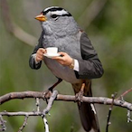 Baqtizm's Avatar'