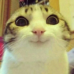 OreoGinger's Avatar'
