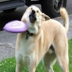 Doggi.McZ's Avatar'