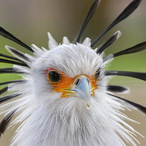 StrafelordCymru's Avatar