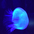 Phibatraum's Avatar'