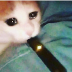 CatNoir02's Avatar'