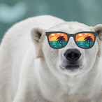 Snow.Panda's Avatar'
