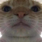 Faurby's Avatar'