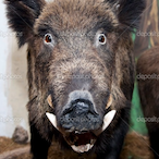 FertileHippo469's Avatar'