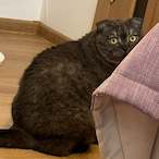LookAtThisCat's Avatar'
