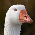 LeonardsSock's Avatar'
