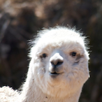 DaliTheLlama's Avatar'