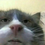 Saint-Testiclop's Avatar'