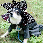 TrashPlayer.io's Avatar'