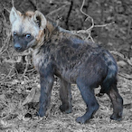 Hyena.....-'s Avatar'