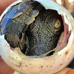 temp-19492038331's Avatar'