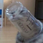 SnarlingBread's Avatar'