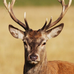 aTwiggyDeer's Avatar'
