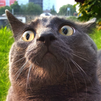 Dominic-4KT's Avatar'