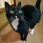 NekoTaurus's Avatar'