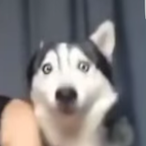 patrik.deepfry's Avatar'
