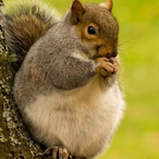 Russellwestgoatt's Avatar'