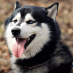 liwente_Husky's Avatar'