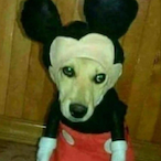 TheUnknownChipp's Avatar'