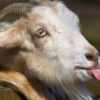 ascr0unch_FR's Avatar