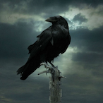 White_ravensoft's Avatar'