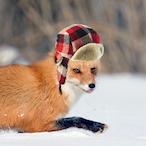CanadianFox's Avatar'