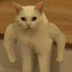 Coconut_Head.'s Avatar'