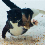 TwinForz_XIII's Avatar