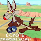 Coyote.ACME's Avatar'