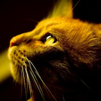 ns_zh's Avatar'