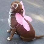 IgonnInyourDog's Avatar'