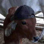 Huxkzitu's Avatar'
