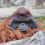 ILuvTheCookShed's Avatar'