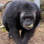 Monkeslaw's Avatar'