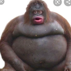 Monke.Toxic's Avatar'