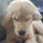 NerdNeckNick's Avatar'
