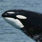Big-_-Whale's Avatar'