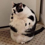 SmolChonk's Avatar'