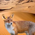 Wuestenfuchs.'s Avatar'