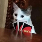 PommesPedda's Avatar'