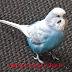 ShadowShjit's Avatar'