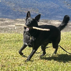 Saxon--'s Avatar'