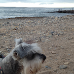 HopefulDog's Avatar'