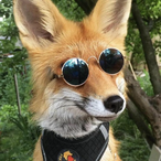fox_bread's Avatar'