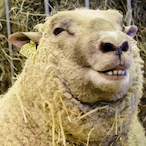 sheep--'s Avatar'